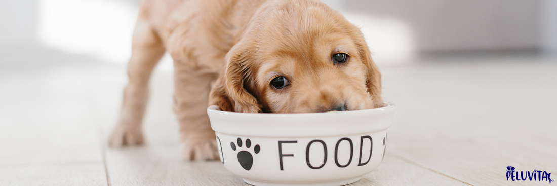 Why Quality Food is Essential for Your Dog's Health