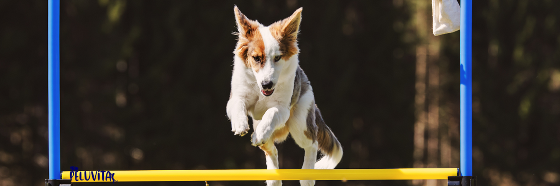 How to Train a Dog: Best Tips for a Well-Behaved Pup 🐶