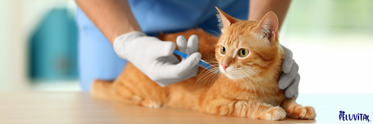 The Essential Guide to Pet Health: Vaccinations & Preventive Care for Your Furry Friends 🐾💉