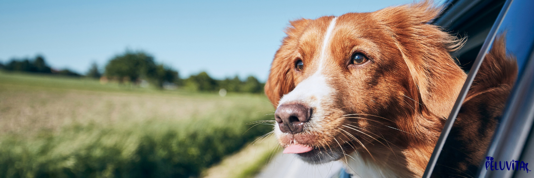 How to Travel with Your Pet: Tips for Stress-Free Adventures 🐾✈️