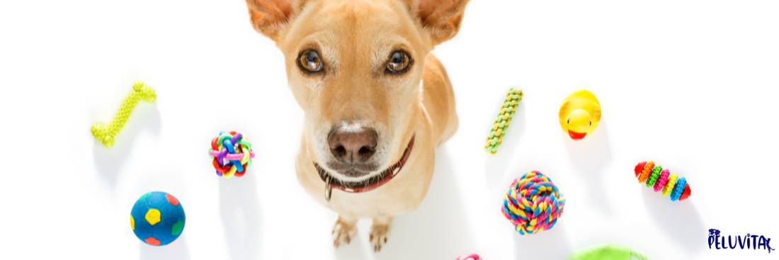 The Best Types of Toys to Keep Your Pet Entertained While You’re Away 🐾🎉