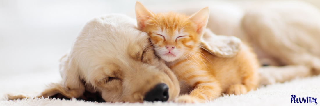 Why Sleep is Essential for Your Pet's Well-Being 🐾