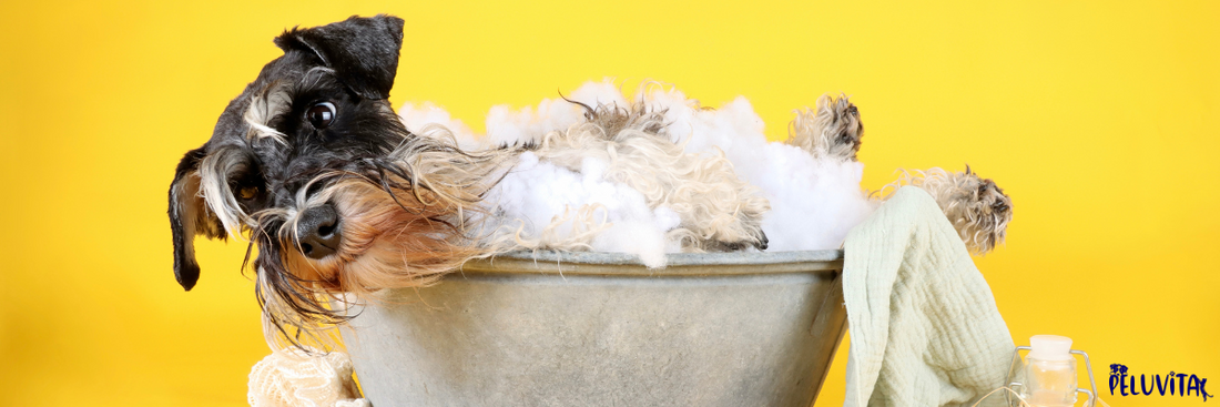 🐾 The Ultimate Guide to Pet Grooming at Home 🛁✂️