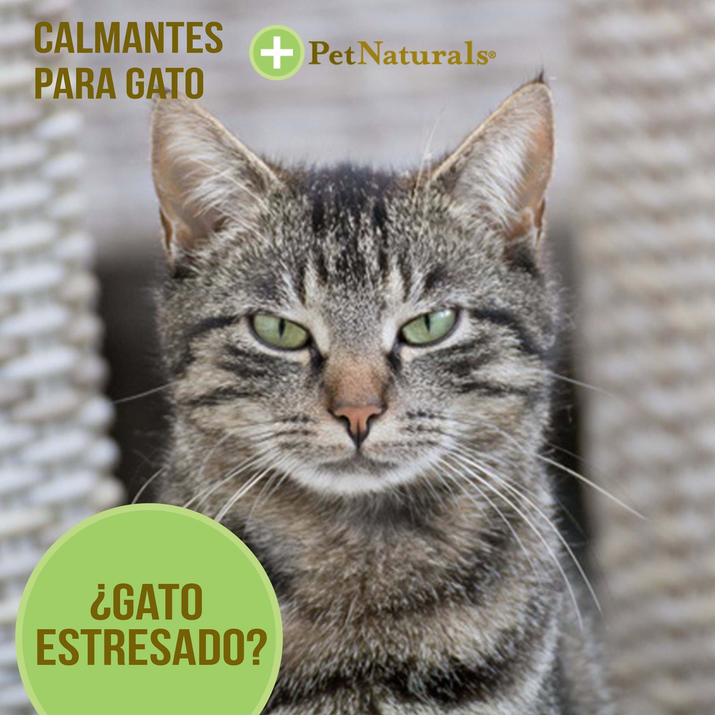 Calmantes para Gatos