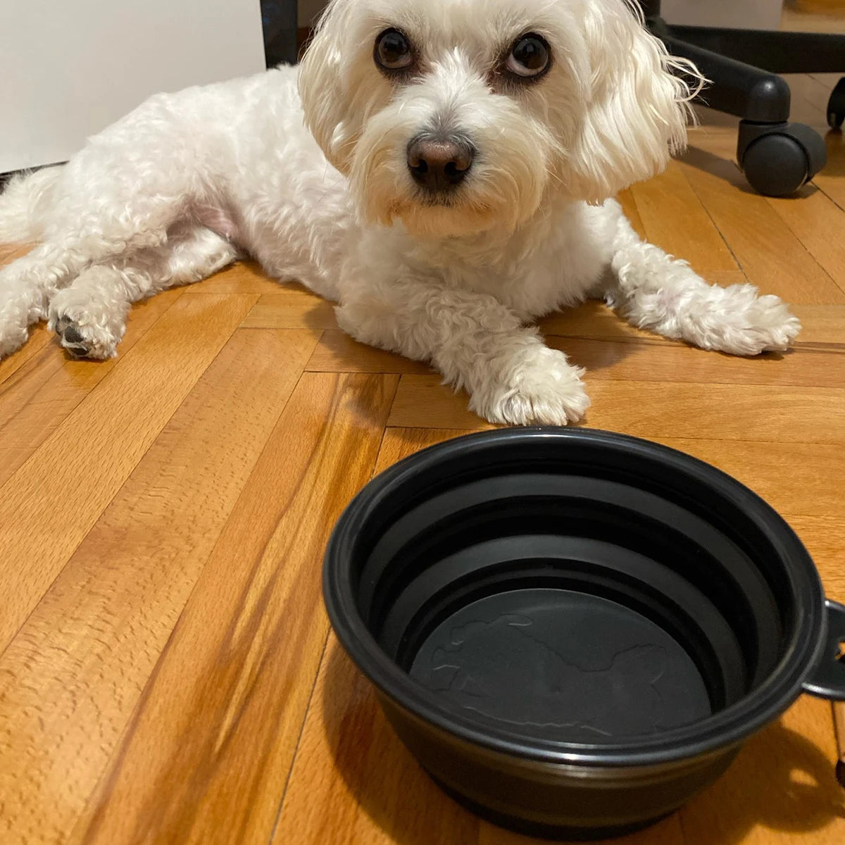 Cuenco plegable para agua y comida para perros 