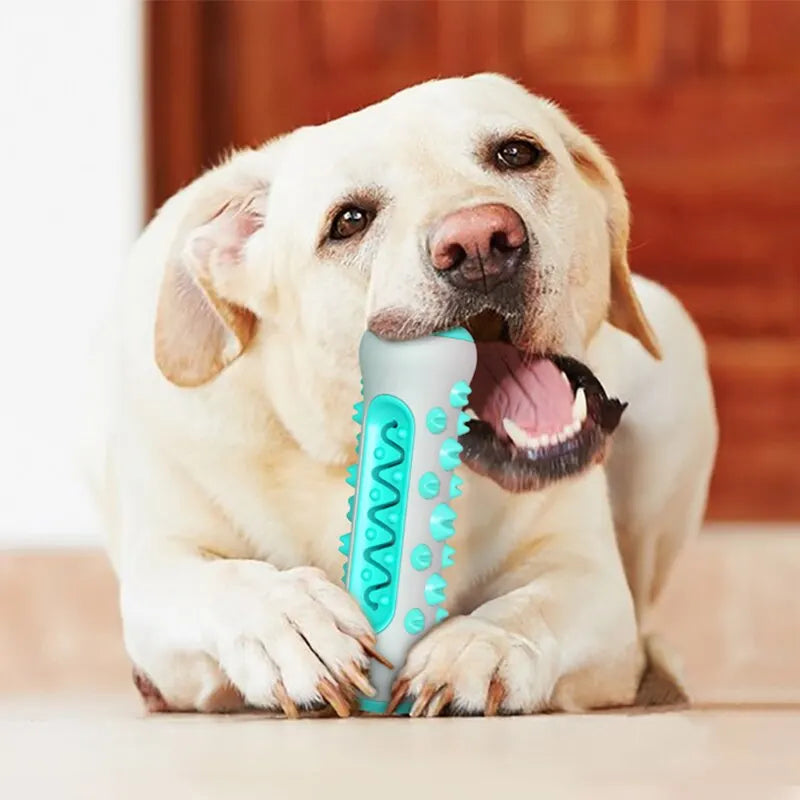 Juguete para la dentición de perros: palito masticable 