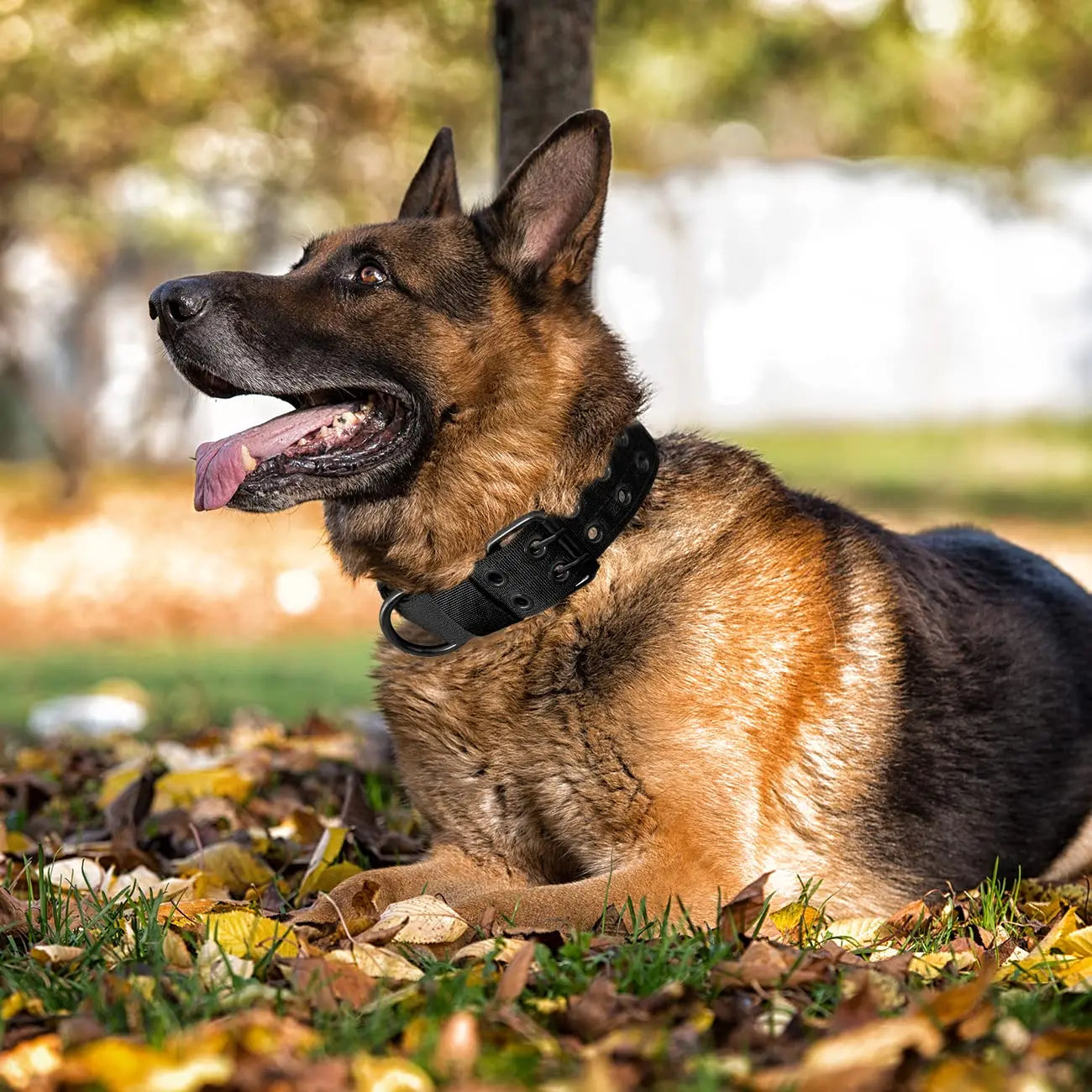 Arnés, collar y correa tácticos para perros, estilo militar 